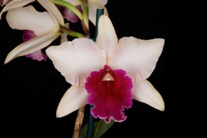 Rhyncatlaelia Garden Delight San Marino HCC/AOS 79 pts.